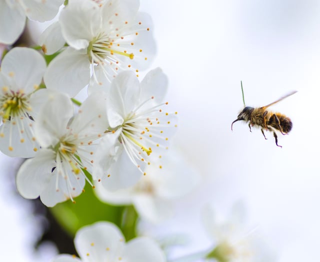 Latest talk at Ross Library is the bees' knees