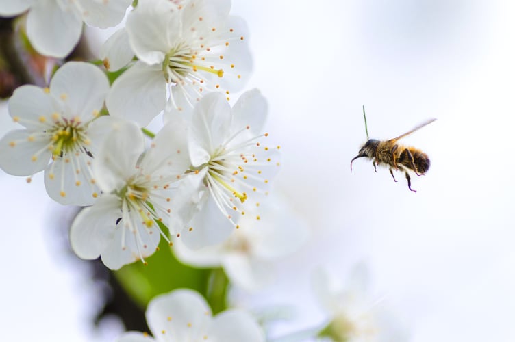 Pexels: Lukas bumble bee