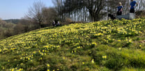 Time to stop and smell the Dymock daffodils