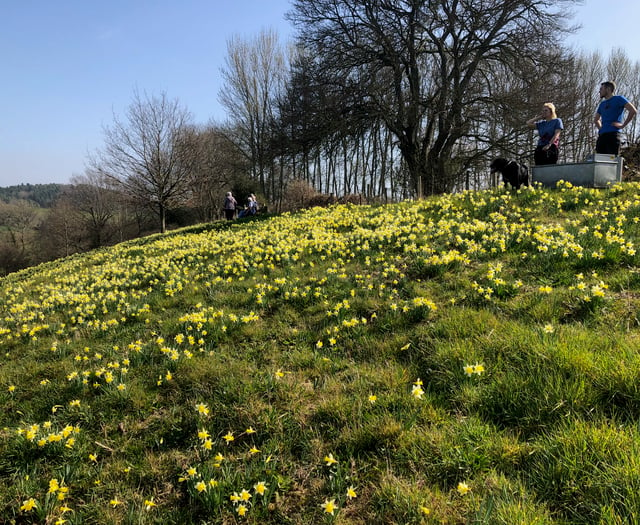 Time to stop and smell the Dymock daffodils