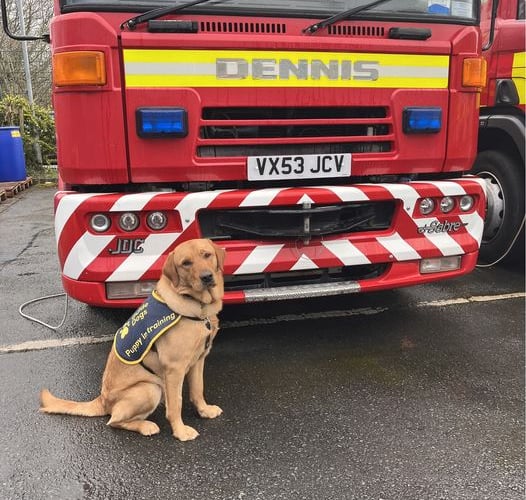 Dennis the dog next to Dennis the fir appliance