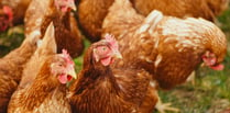 Mandatory housing measures for poultry and captive birds lifted