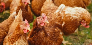 Mandatory housing measures for poultry and captive birds lifted