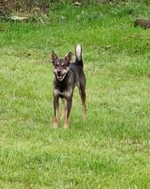 One of the dogs which was seen savaging sheep