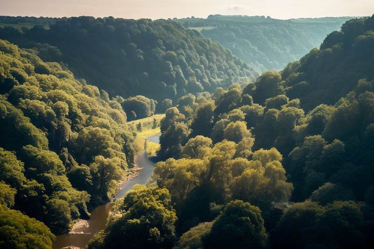 Forest and valley