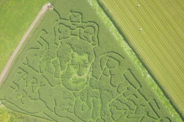 Park Farm: a maize maze in the likeness of King Charles