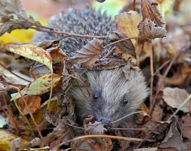 Hedgehog in the leaves 