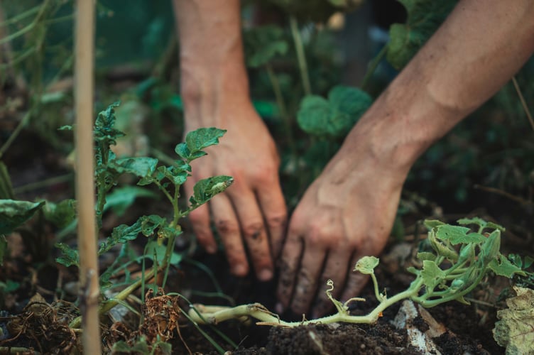 gardening