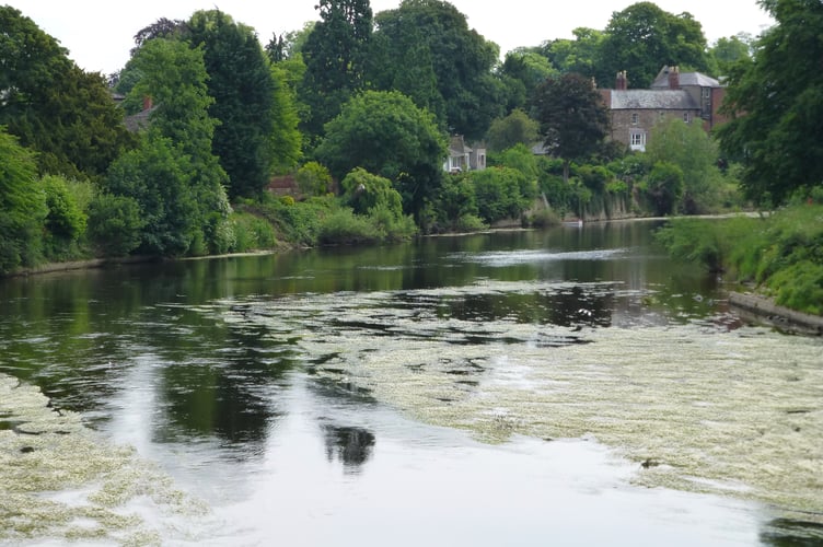 Photo of Algal bloom (Phil Wilson)