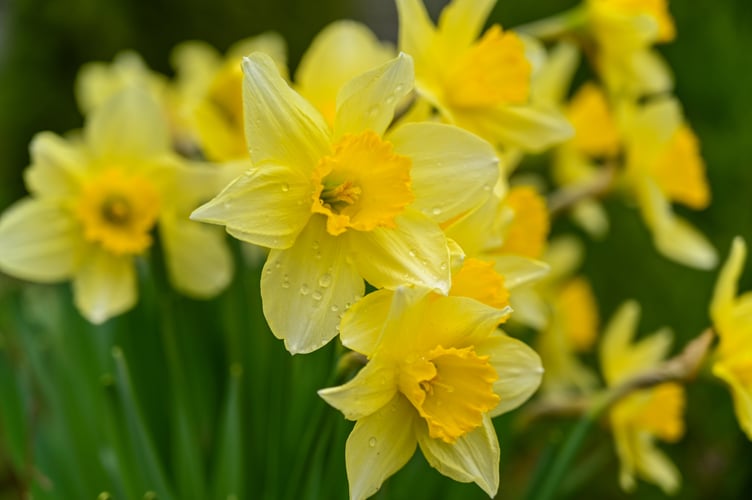 Daffs