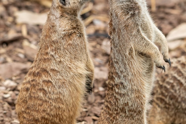 Meerkats are among the cheekiest residents!