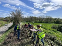 Dymock banks on daffodil restoration project for biodiversity drive
