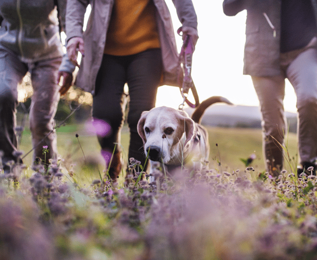 Herefordshire Council promotes walking for National Walking Month