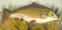 'Clarissa the Carp' set to make whopping £40k at auction