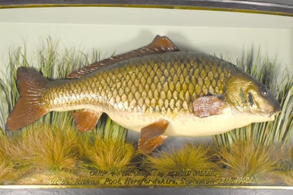 'Clarissa the Carp' set to make whopping £40k at auction