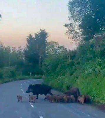 Snout and about as posse of boar piglets block road