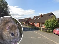 Couple 'in despair' over rat problem