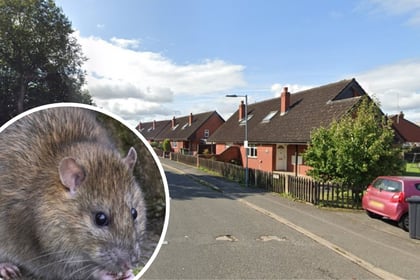 Couple 'in despair' over rat problem