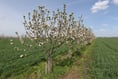 Lloyds Banking Group offers financial aid for agroforestry projects
