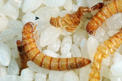 Act quickly if you find a creepy crawly in your food cupboard