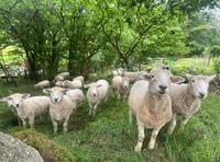 Police appeal after dogs attack sheep