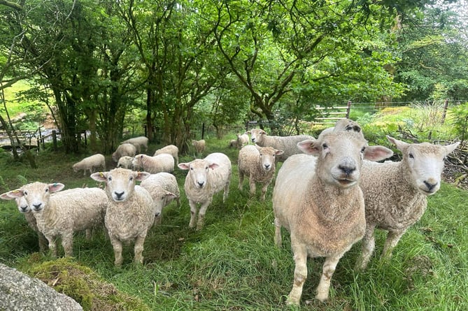 The flock of Devon and Cornwall Longwools are loving life on the 14 acres near Sampford Spinney