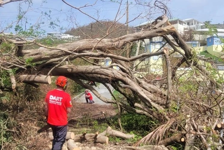 Tree clearance