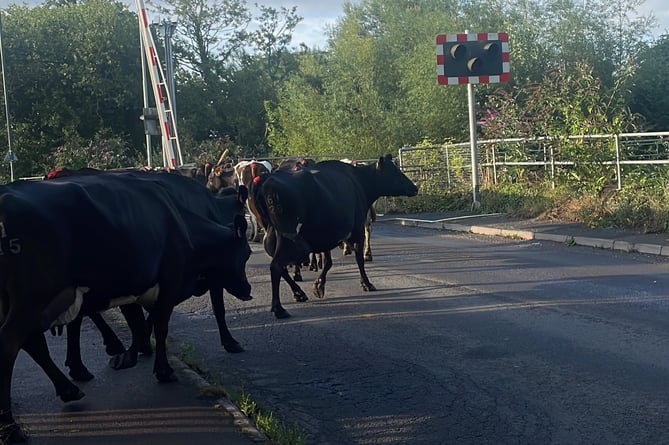 Cows at Lydney Railway Station