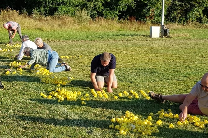 Ducks being counted