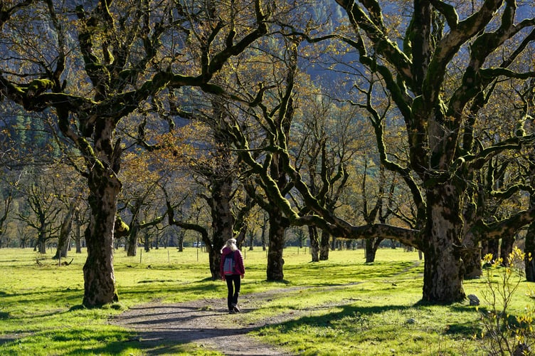 Hiking through trees