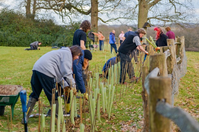 tree planting