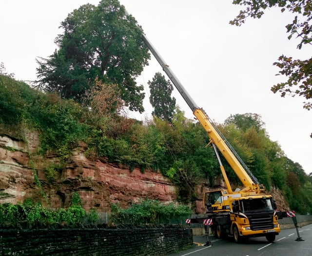 Dangerous cliff top tree became a health and safety risk