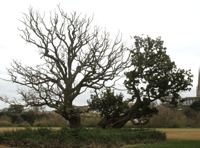 Concerns rise for the Old Oak of Ross 