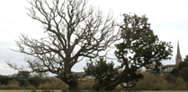 Concerns rise for the Old Oak of Ross 