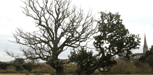 Concerns rise for the Old Oak of Ross 