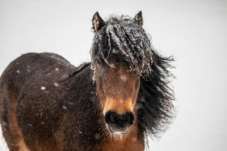 Horse in the snow