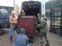 Eight mountain lions re-homed in Wye Valley 