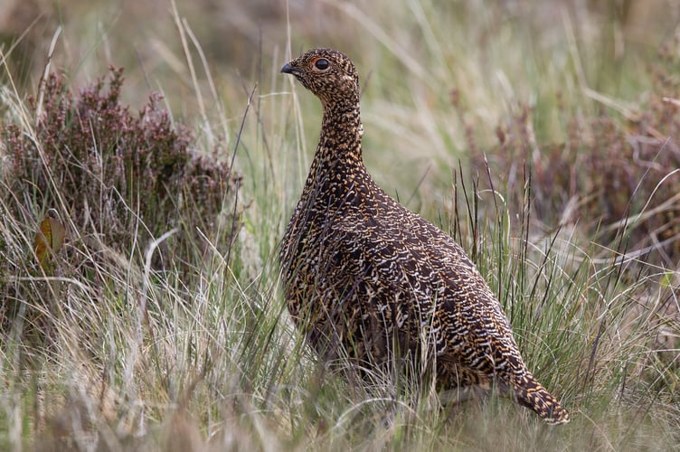 Female Red Grouse