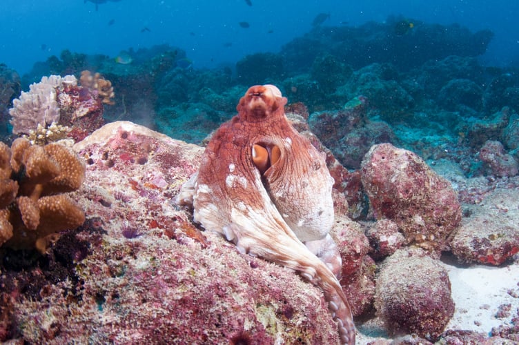 Underwater sea life