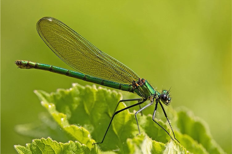 Green Damselfly