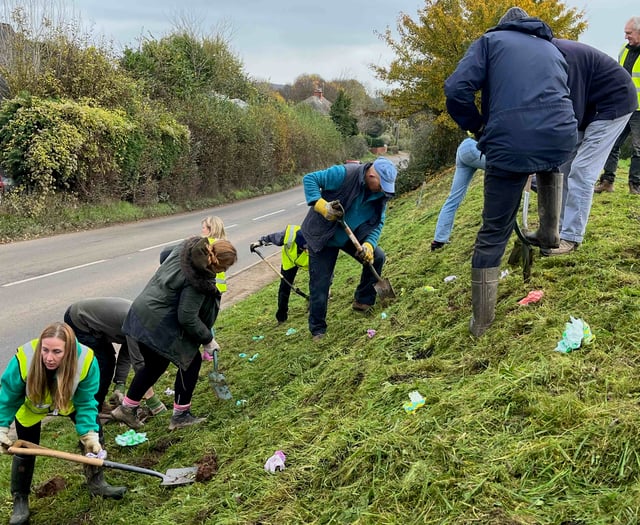 Dymock Daffodil Weekend starts Golden March festival