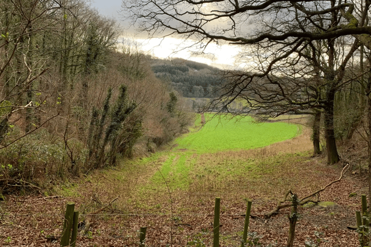 Chase woods Ross-on-Wye